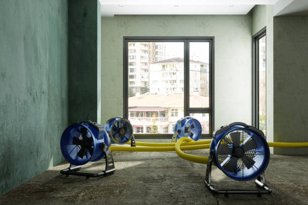 Best Basement water damage restoration  in Avon, MN