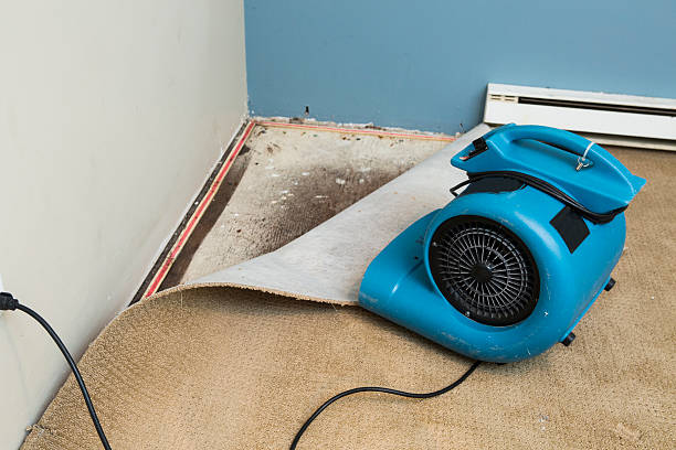 Best Water damage restoration near me  in Avon, MN